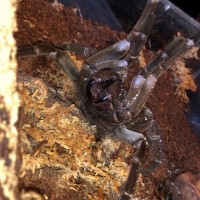 T. stirmi male threat posture