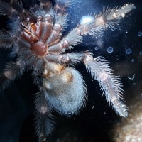 Brachypelma hamorii [ventral sexing]