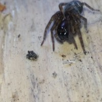 Unknown Danish Spider