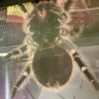 Grammostola pulchripes [3/3]