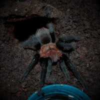 Brachypelma schroederi