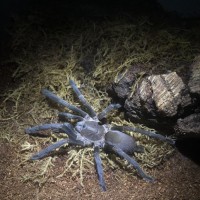 Phlogius Sp Goliath