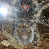 Brachypelma albopilosum (About 3 inches)