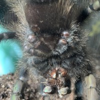 Avicularia avicularia [ventral sexing]