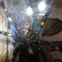 Poecilotheria metallica [ventral sexing]