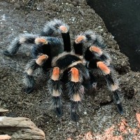 Brachypelma hamorii