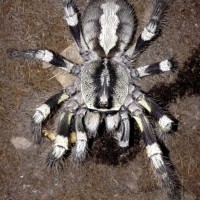 Female Poecilotheria striata