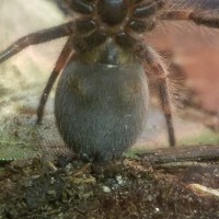 Brachypelma hamorii