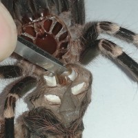 3" Female Acanthoscurria geniculata [molt sexing]