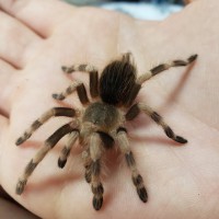 Young Tarantula