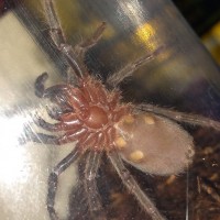 Brachypelma Vagans