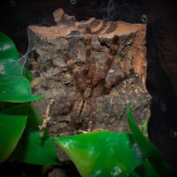 Poecilotheria subfusca "Highland"