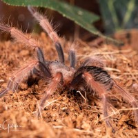 Brachypelma boehmei 1" sling