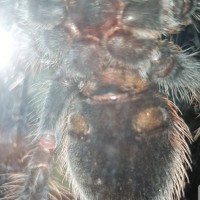 Brachypelma Albopilosum juvenile