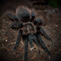 0.1 Brachypelma albopilosum (Nicaragua)