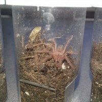 Chilobrachys sp. blue