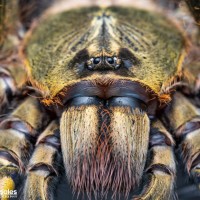 Poecilotheria rufilata