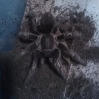 Acanthoscurria geniculata?