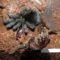 Freshly Molted Bulldozer (♀ Grammostola pulchra 3.5"+)