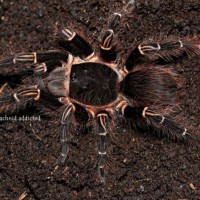 Acanthoscurria theraphosoides.