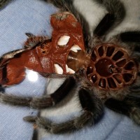 Tarantula Molt