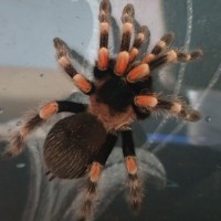 Brachypelma Hamorii