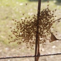 Nephila Edulis slings