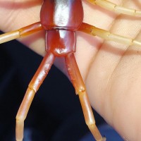 Scolopendra sp. “white legs”