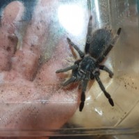 Maybe a Grammostola pulchra?