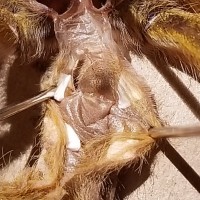 Harpactira Pulchripes