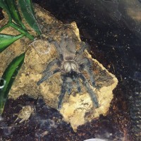 M. Balfouri sling