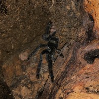 P. Irminia sling, the most I see of it anyway.