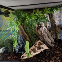 Grammostola pulchripes Enclosure