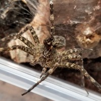 Dolomedes sp. ID?