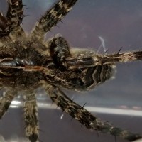 Dolomedes sp. ID?