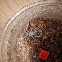 Brachypelma hamorii