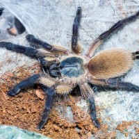 Monocentropus balfouri juv.