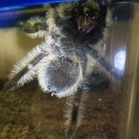 B. Albopilosum #2