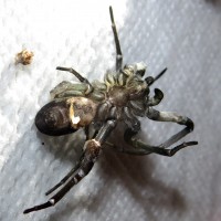 Kukulcania hibernalis Molt Surgery [4/7]