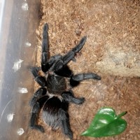 Brachypelma "epicureanum"