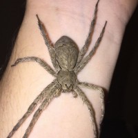 Dolomedes Albineus