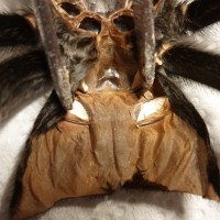 6" Grammostola pulchra [molt sexing] [2/2]