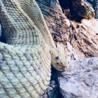 Large rattlesnake