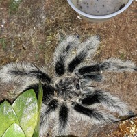 MM Brachypelma Albopilosom