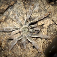 Psalmopoeus cambridgei Sub-Adult Female