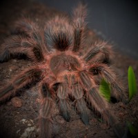 0.1 Grammostola sp. "Concepción"