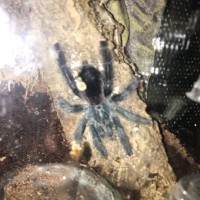 Avicularia sp