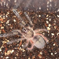 Ephebopus murinus