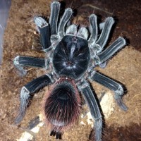 0.1 P. petersi Post-Molt Feeding