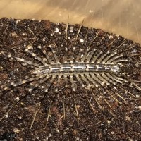 House Centipede (Scutigera coleoptrata) #1